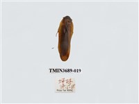 藏品(蜚蠊(2))的圖片